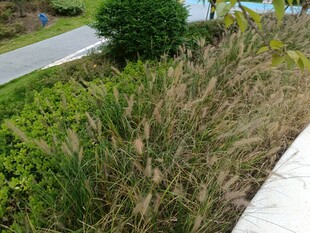 路边观赏草景观