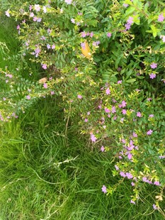 草丛中的绚烂紫色小花