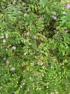 繁茂绿植中的缤纷小花