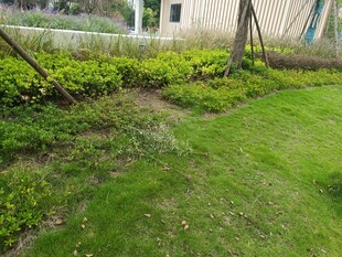 庭院中的绿植与小径