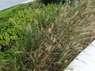 路边观赏草景观