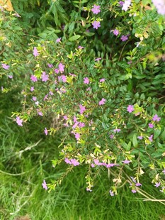 草丛中的缤纷小花