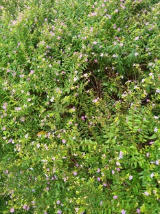 翠绿繁茂的植物景观