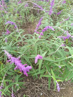 紫色花丛绽放生机