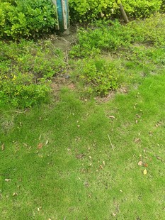 户外草地绿植景观画面