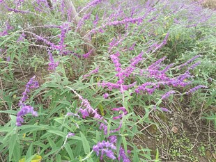 紫色野花盛放的美丽景致