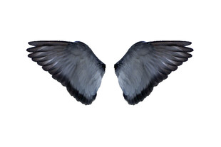黑色羽翼