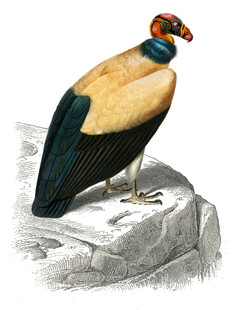 彩色奇异鸟立于石上