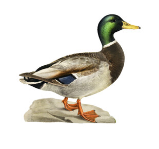 绿头鸭标本展示