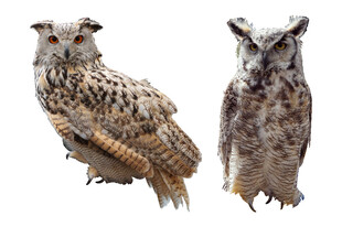 两只猫头鹰