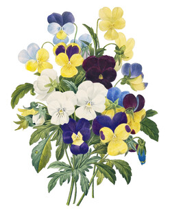 三色堇花卉插画