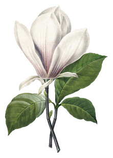 优雅白玉兰绽放枝头