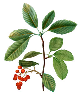 带红果的绿色植物枝叶