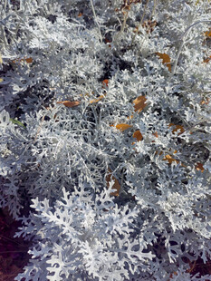 银白枝叶间的橙色果实