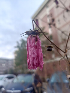 街头悬挂的粉色破旧织物
