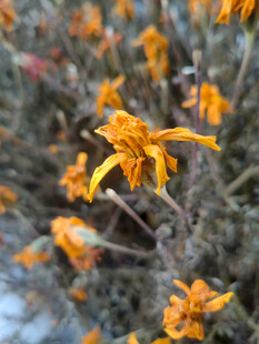 橙色小花绽放于枝头