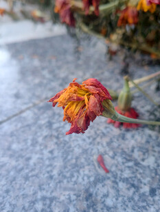 石上绽放的艳丽枯萎花朵