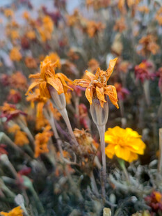 田野中的灿烂黄色小花