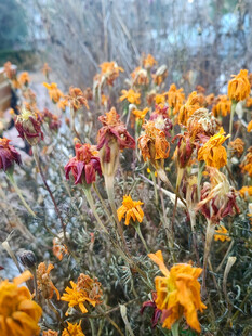 多彩野花绽放于原野