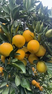 挂满枝头的金黄柑橘