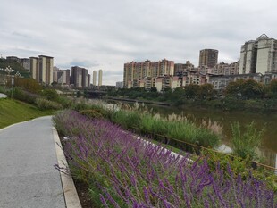 湖畔紫花小径与城市风光