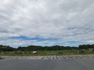 开阔公路边的蓝天白云绿野