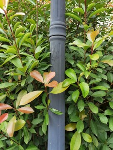 黑色立柱旁的繁茂绿植