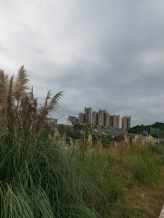 城郊草地与远处高楼景观