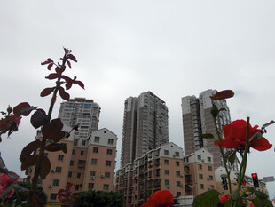 城市高楼旁绽放的红花