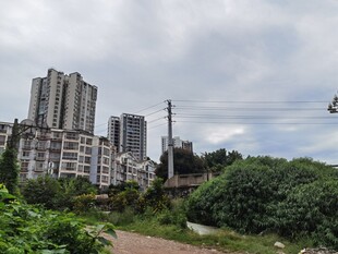 城市住宅区旁的绿植景观