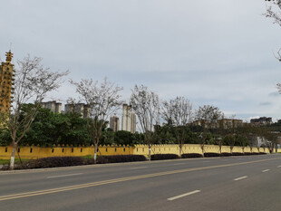 宽阔公路旁的绿植与围栏