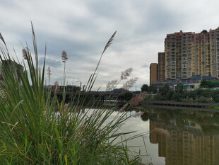 河畔高楼与葱郁草木景观