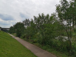 郊外小径旁的葱郁绿植