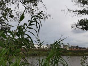 湖畔绿植与远处景致