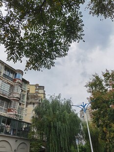 老旧居民楼旁的绿树景观