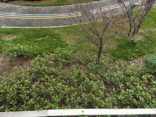 俯瞰绿植环绕的道路景观