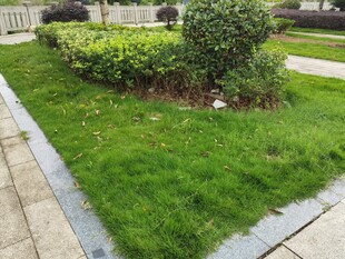 庭院中的翠绿草坪与灌木