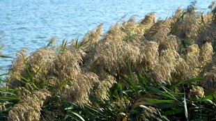 岸边芦苇与湛蓝湖水
