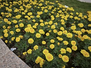 金黄灿烂的万寿菊绽放