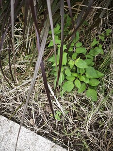 草丛中的嫩绿植物