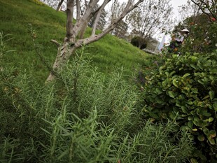 山坡上的绿植与弯曲树木