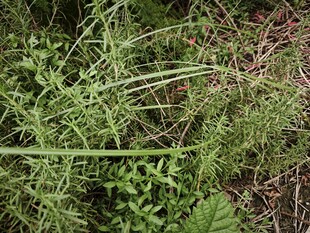 野外丛生的绿色植物