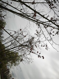 树枝伸向灰白天空