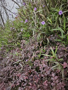 山坡上多彩繁茂的植物