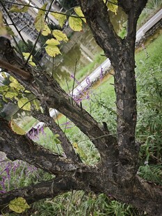 粗壮树干与繁茂枝叶景观