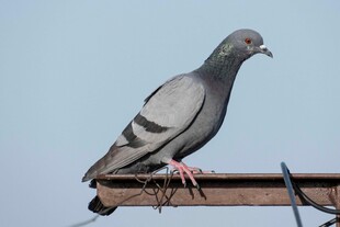屋顶上的灰鸽