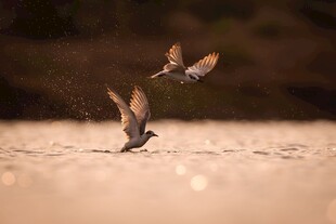 两只飞鸟于地面附近互动