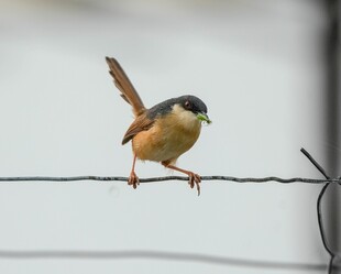 小鸟栖息于电线上