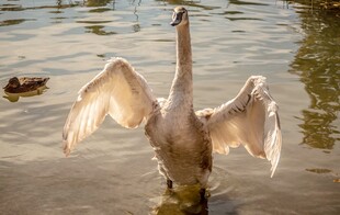 天鹅展翅于波光粼粼水面