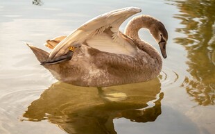 水中优雅天鹅整理羽毛